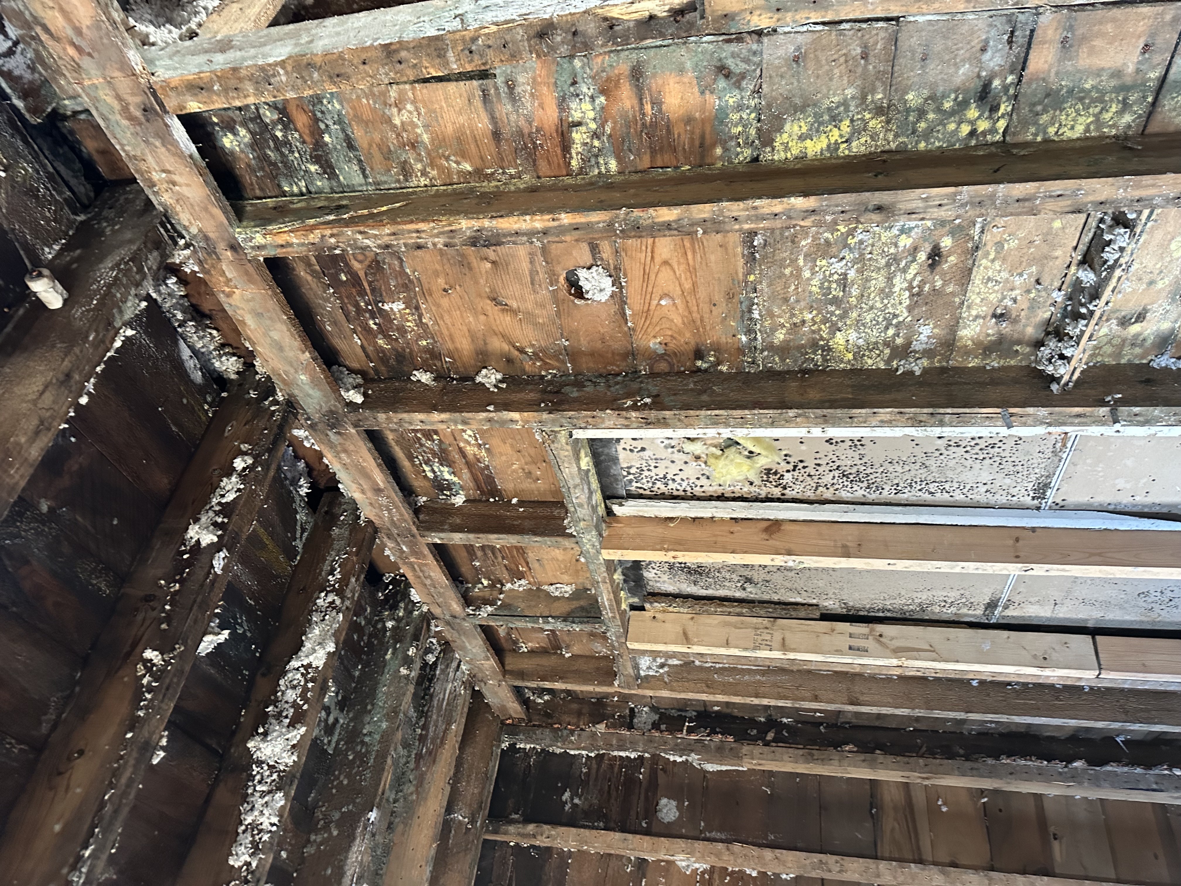 Mold damage on wooden studs and ceiling in Kimball